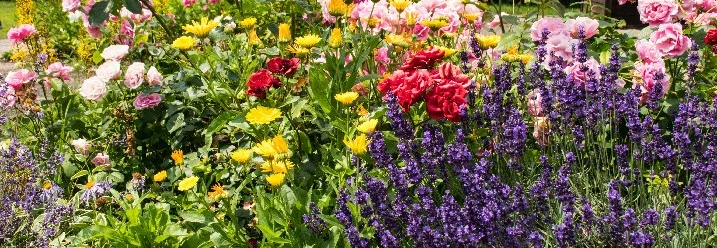 Blühende Blumen in einem Garten